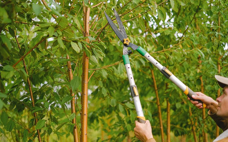 Tree trimming in Reedsville, OH